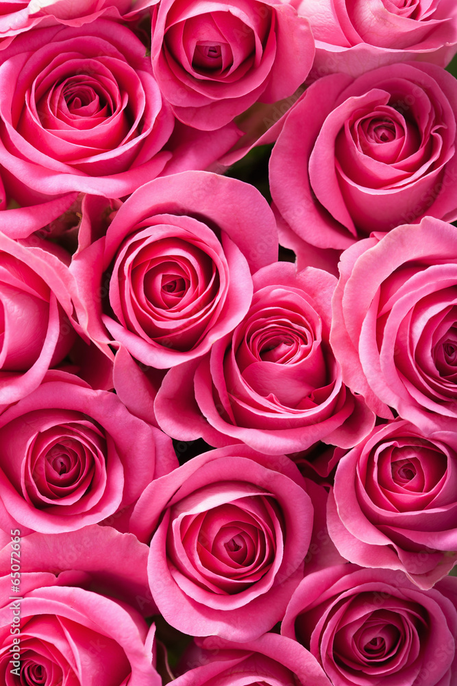 beautiful pink roses background - obrazy, fototapety, plakaty 