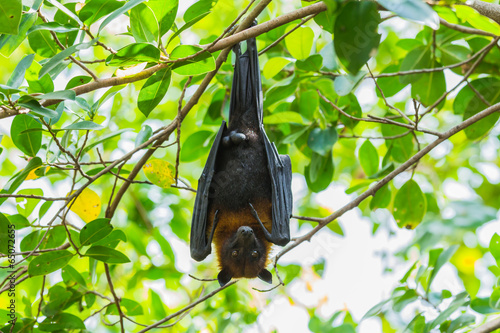 Flying fox hanging on the tree