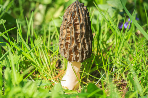 Quadro su tela Morchella conica the black morel in spring