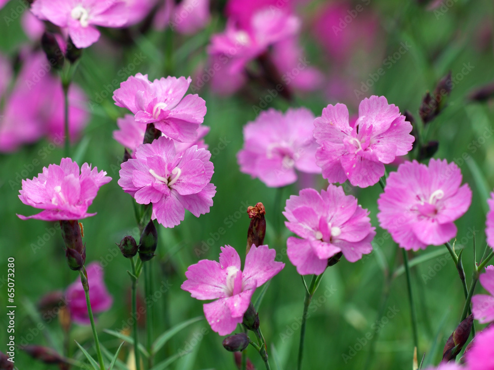 Rosa Federnelken Rosa Federnelken