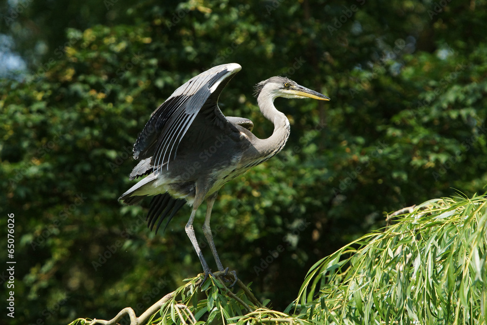 Fototapeta premium Grey Heron, Ardea cinerea