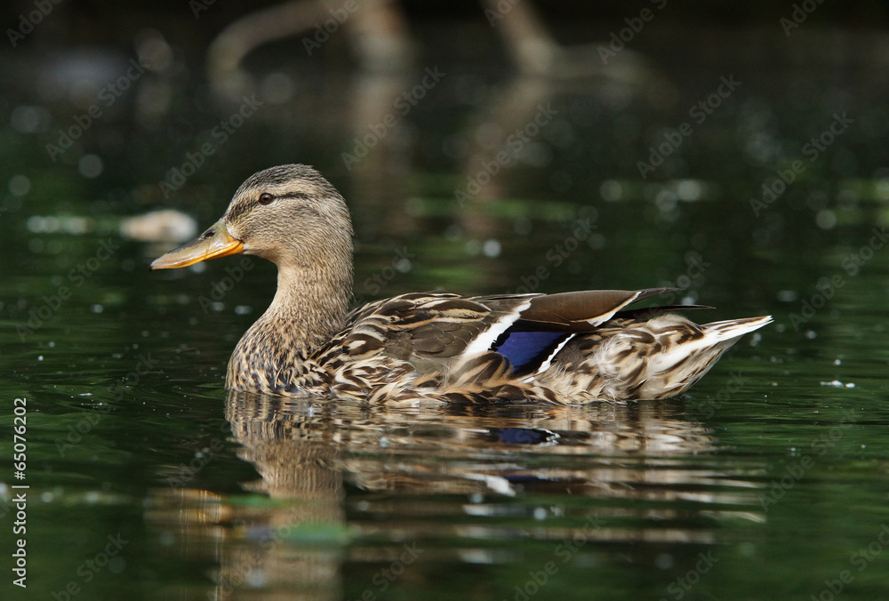 Mallard, Anas platyrhynchos Mallard, Anas platyrhynchos