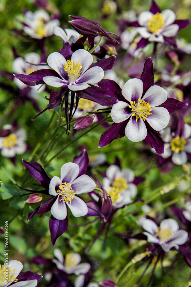 Aquilegia flowers