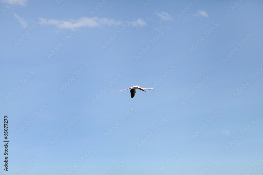A lone Lesser Flamingo in blue sky