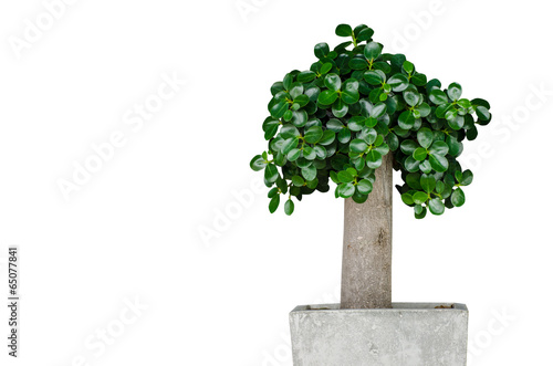 isolate little tree on pots made of cement