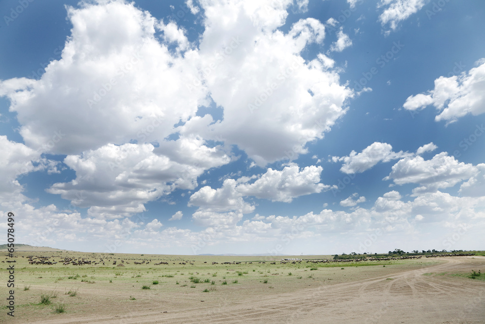 Wildebeest waiting to cross the Mara river