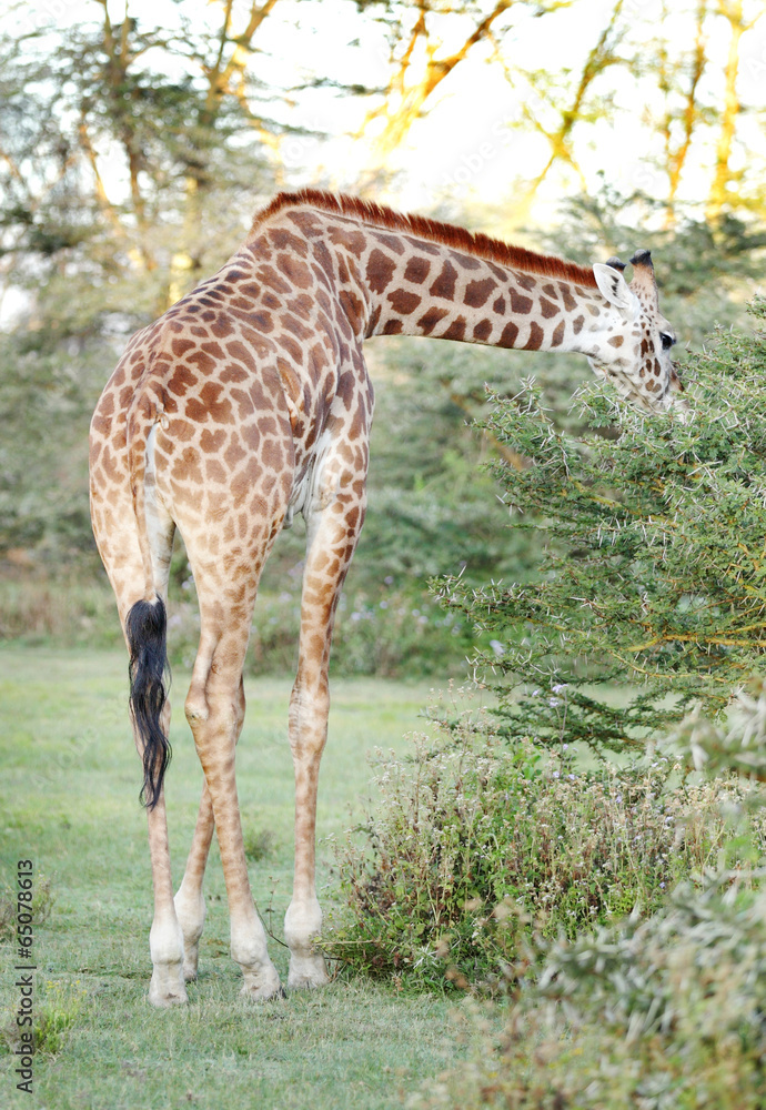 A Giraffe eating acacia thorn and leaves A Giraffe eating acacia thorn and leaves