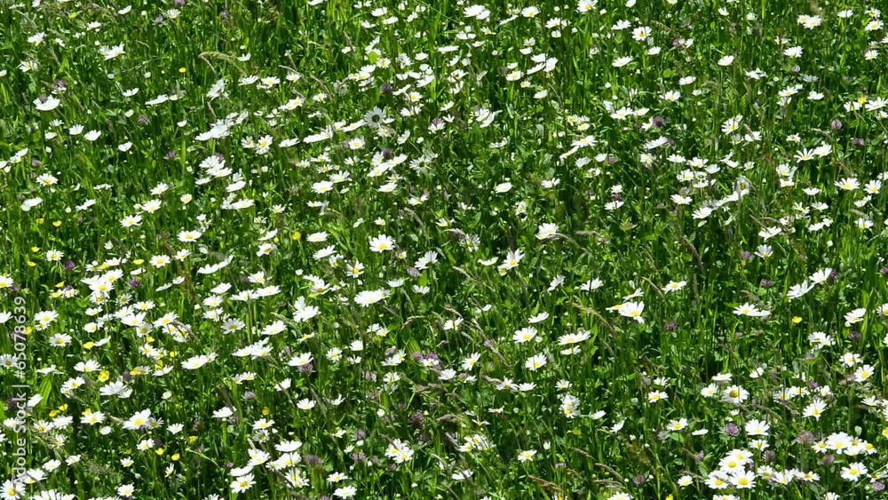 Wiese mit Margeriten Wiese mit Margeriten