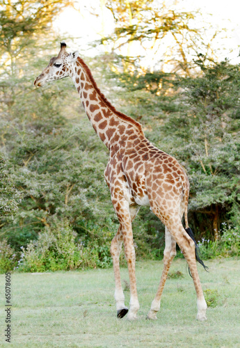 A tall Giraffe walking
