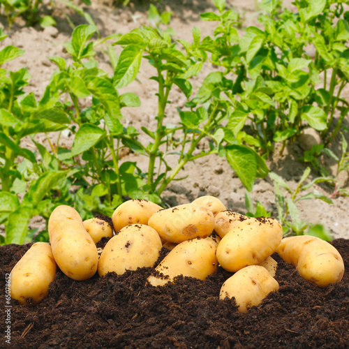 potatoes on a background of field