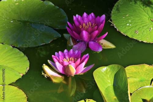 violet lilies in water