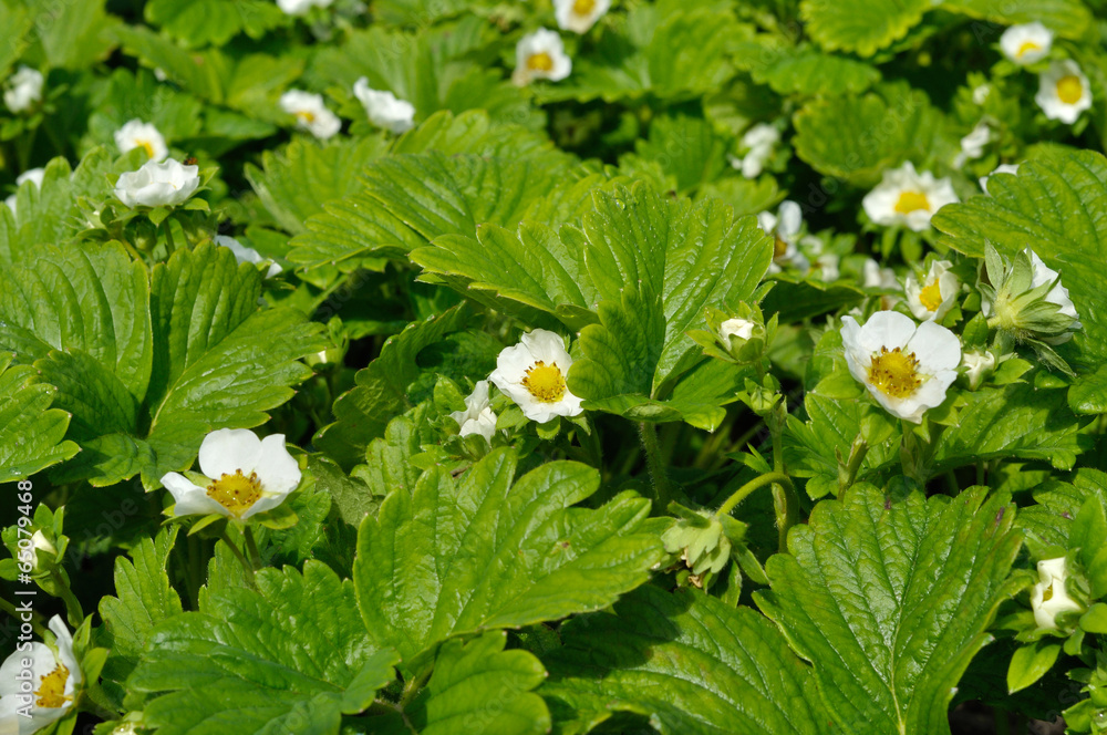 flower of strowberry in the garden