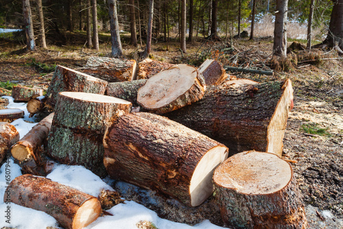 pile of firewood