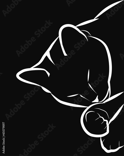 sleeping cat
