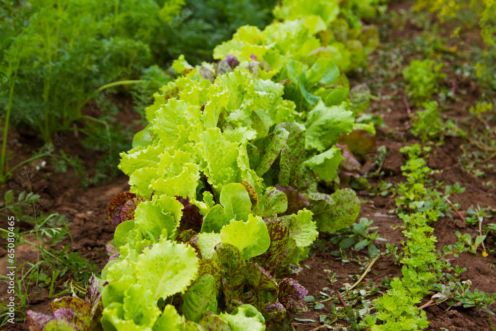 Fresh lettuce in outdoor garden Fresh lettuce in outdoor garden