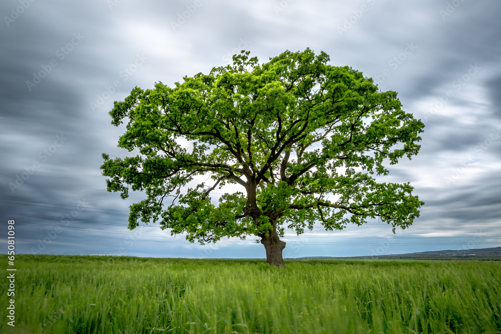 Blurred Long-Exposure green tree in a field Blurred Long-Exposure green tree in a field