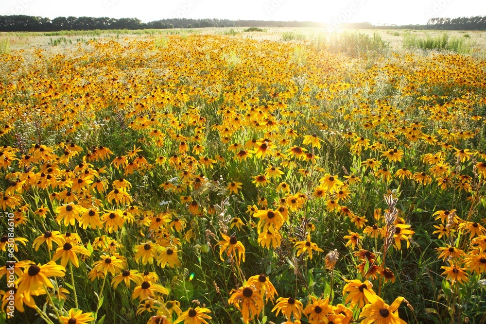 Beautiful summer landscape of flowering meadows Beautiful summer landscape of flowering meadows