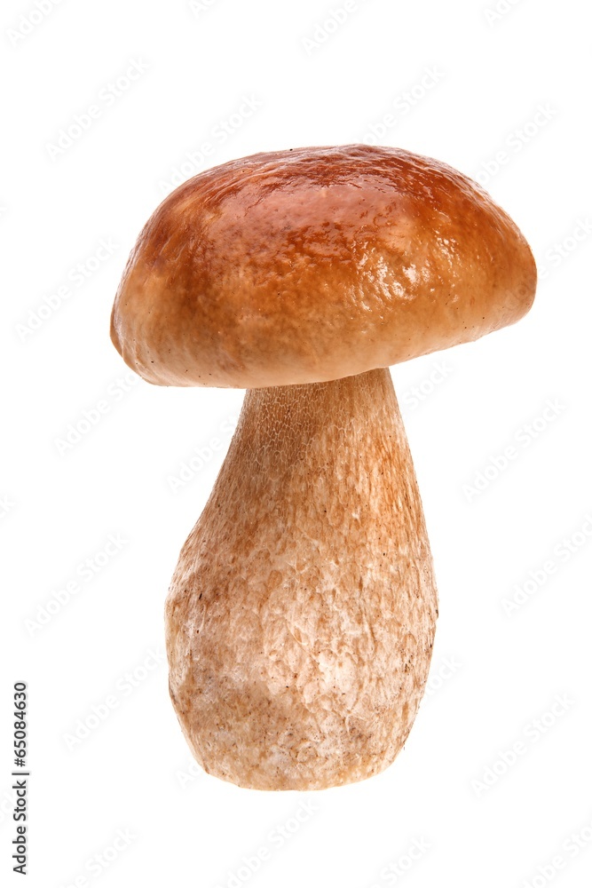Mushroom Boletus Mushroom Boletus