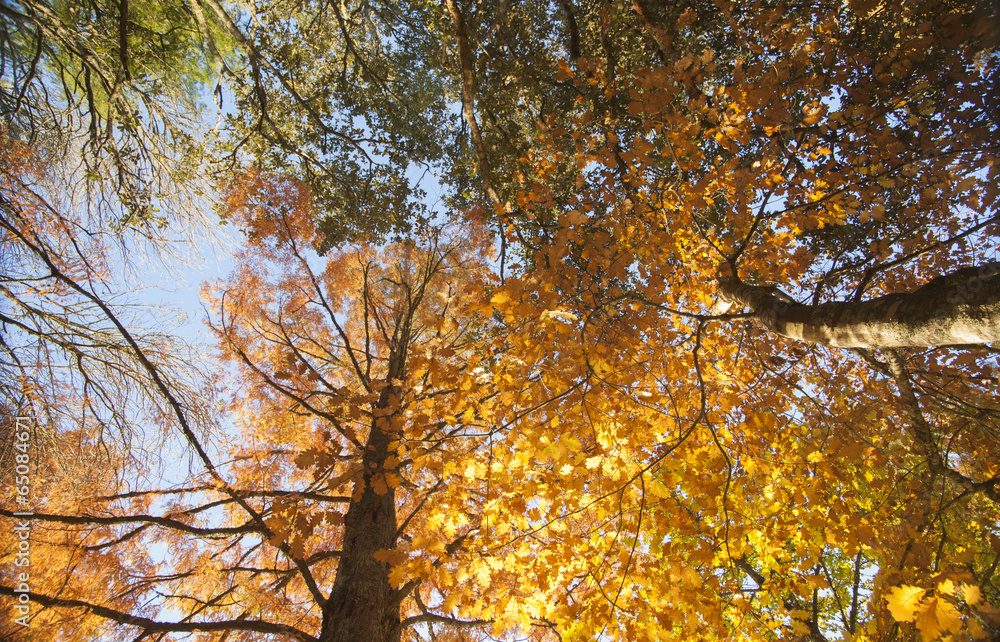 Autumn colors, looking up from under trees. Autumn colors, looking up from under trees.