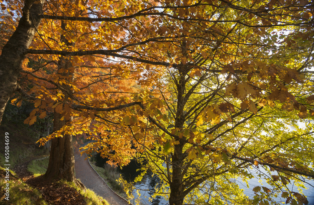 Fototapeta premium Autumn trees.