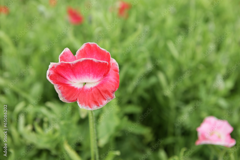 The image of beautiful nature The image of beautiful nature