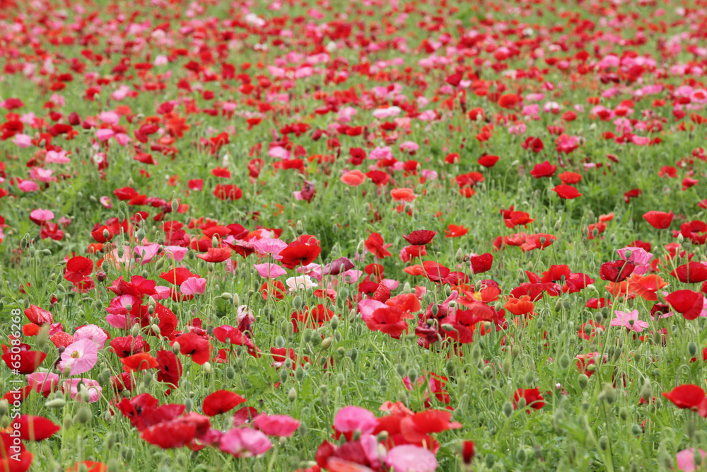 The image of beautiful nature