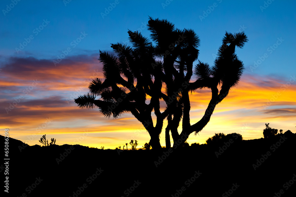 Joshua Tree Silhouette in Sunset