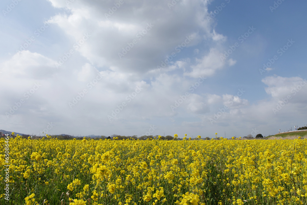 The image of beautiful scenery The image of beautiful scenery