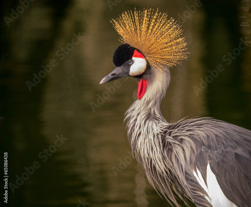 Grey crowned crane (Balearica regulorum)