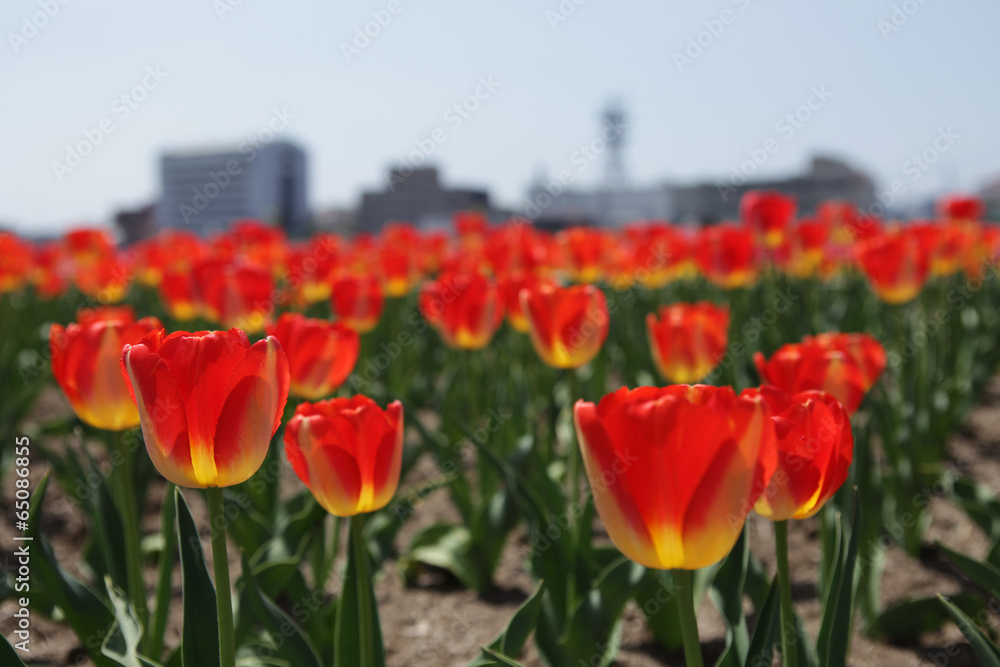Obraz premium The image of beautiful nature