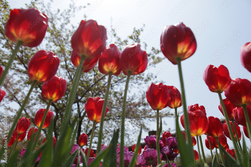 Fototapeta premium Obraz pięknej przyrody