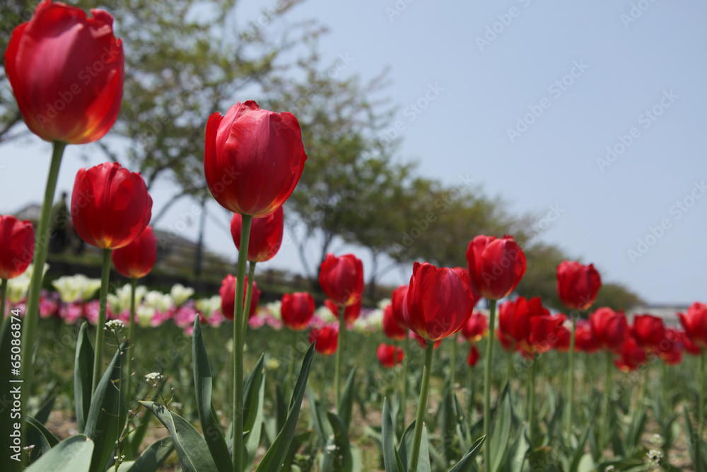The image of beautiful nature The image of beautiful nature