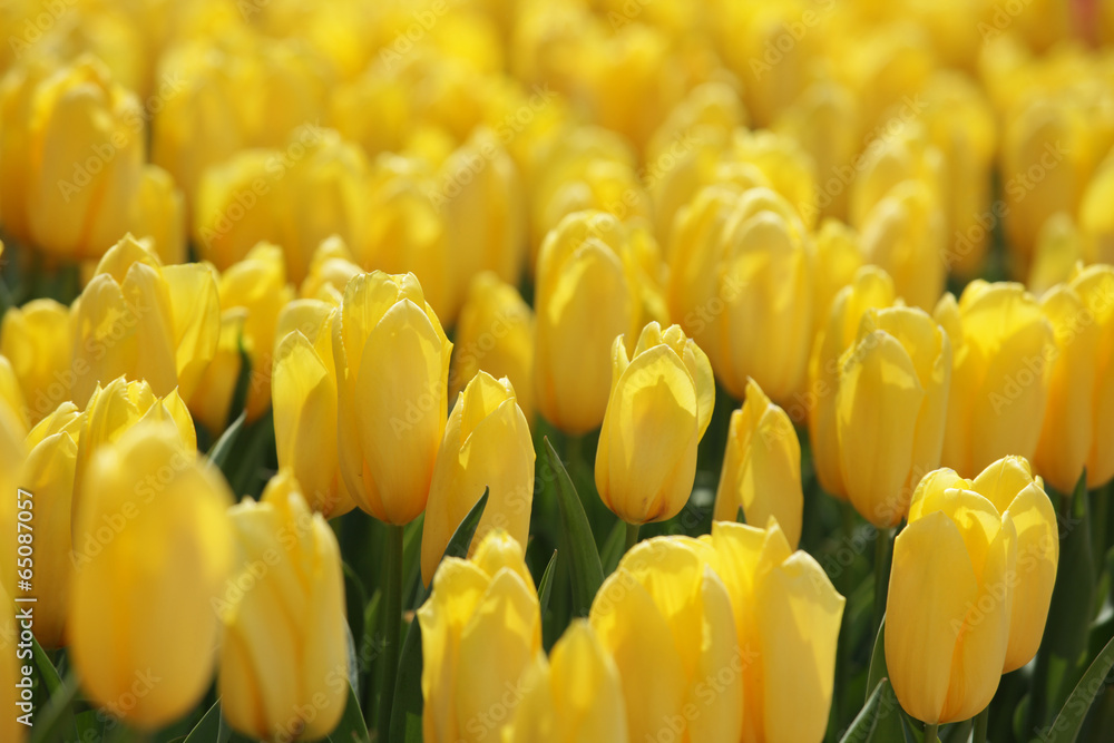 Obraz premium The image of beautiful nature
