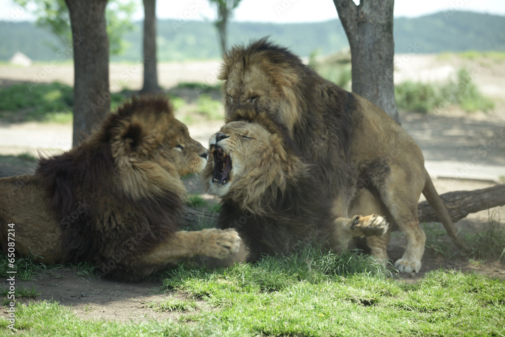 Naklejka premium The image of animal