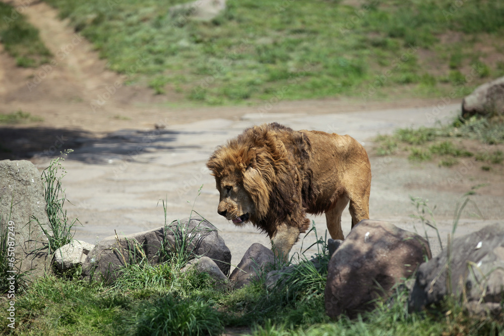 The image of animal The image of animal