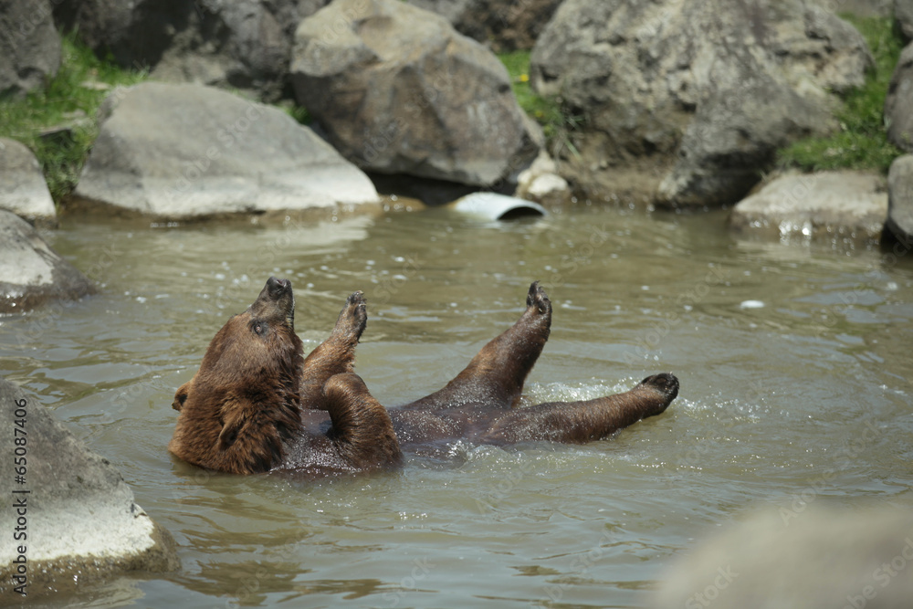 Fototapeta premium The image of animal