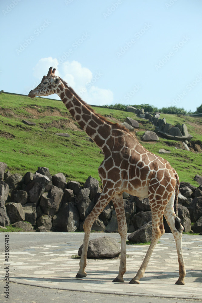 Obraz premium The image of animal