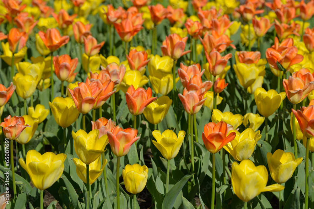 Yellow and orange tulips. Yellow and orange tulips.