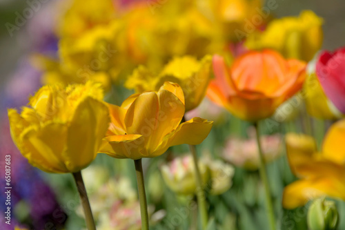Yellow and orange tulips.