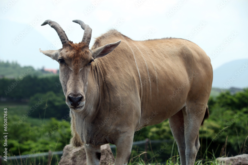 The image of animal The image of animal
