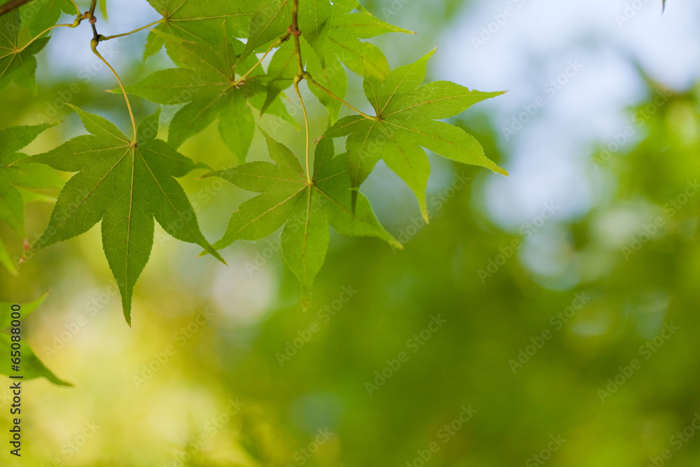 The image of landscape