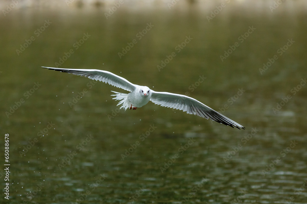 gull flying across the water gull flying across the water