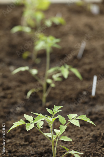 Tomatenpflanzen photo