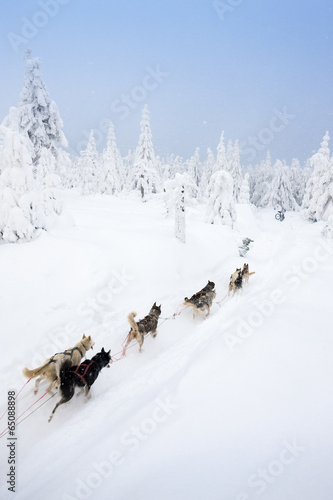 sledge dogging, Sedivacek's long, Czech Republic © Richard Semik