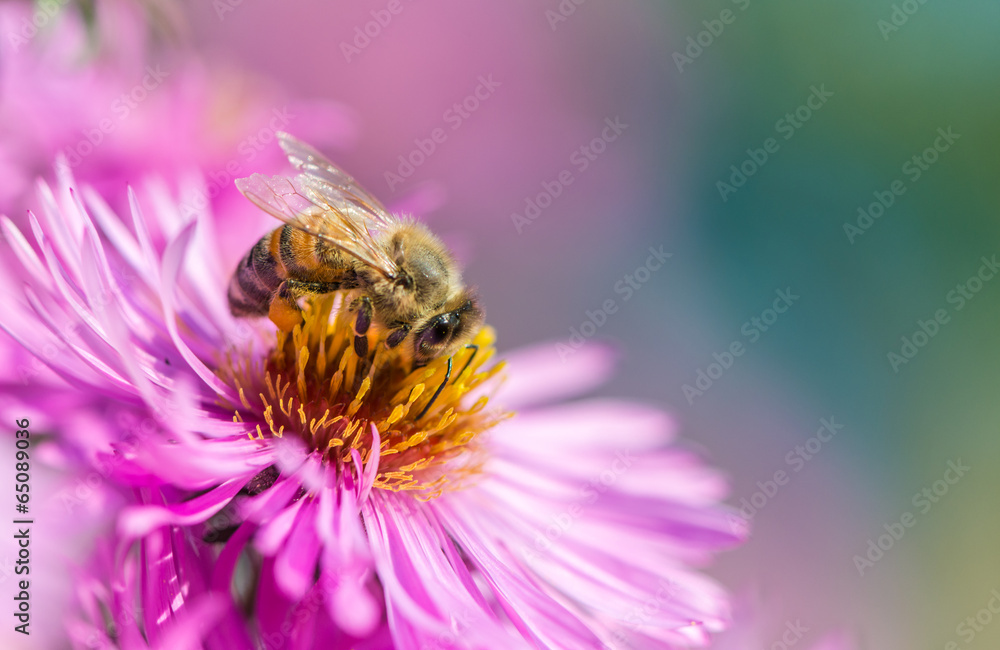 Bee on Michaelmas daisy - obrazy, fototapety, plakaty 