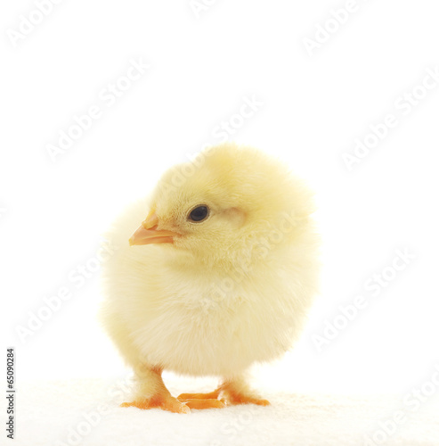 yellow chicken on white background