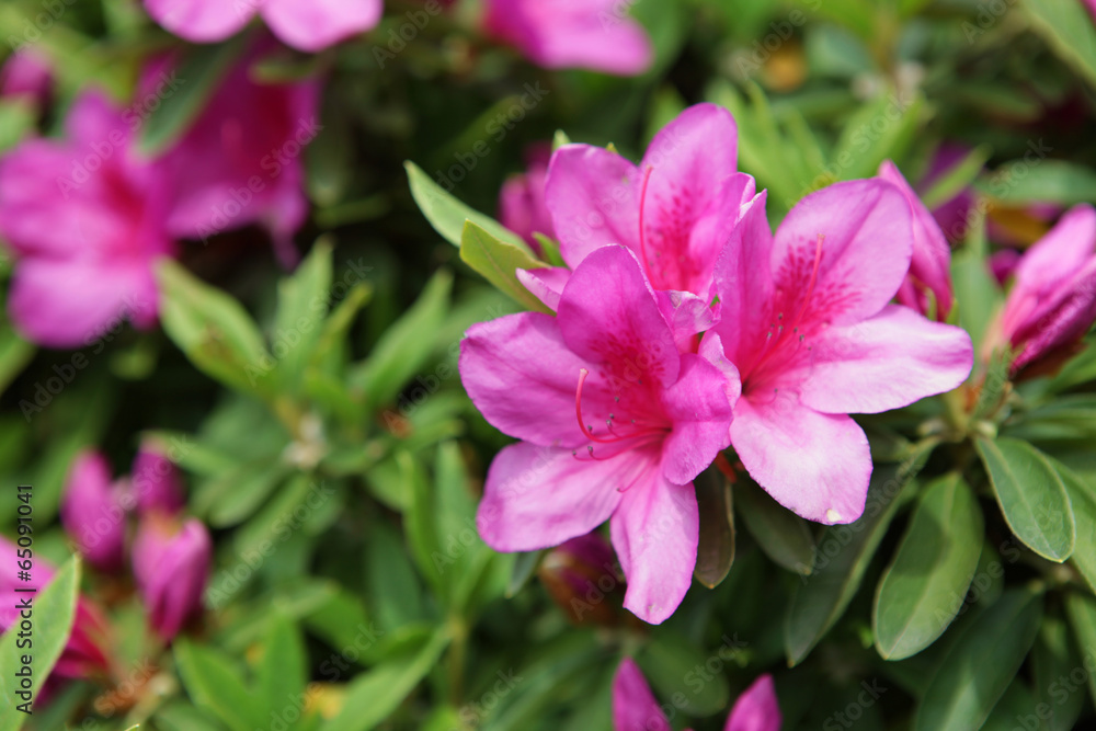 The image of beautiful nature The image of beautiful nature