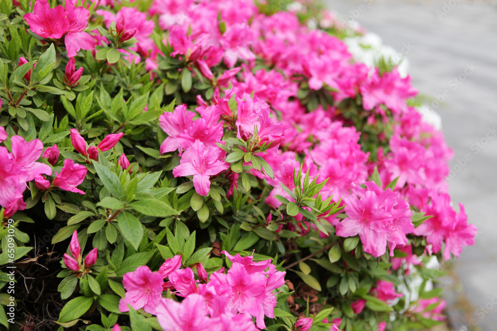 The image of beautiful nature The image of beautiful nature