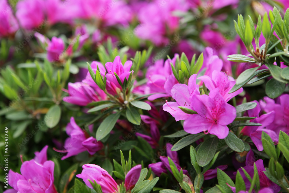 The image of beautiful nature The image of beautiful nature