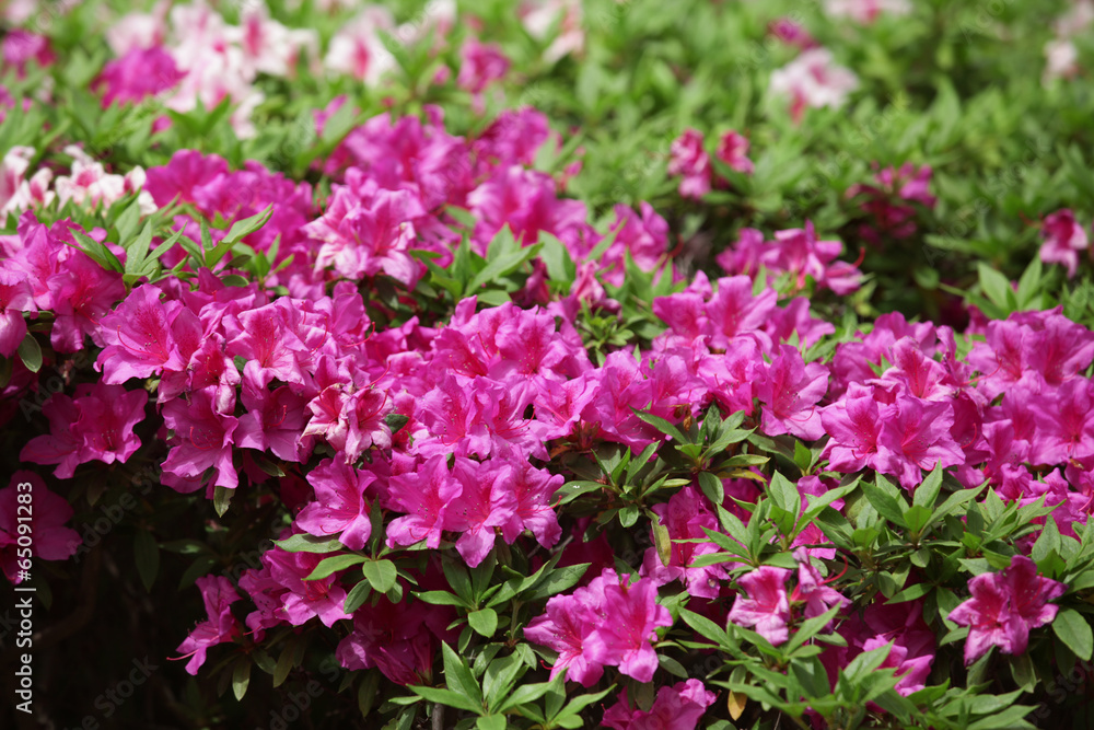 The image of beautiful nature The image of beautiful nature